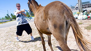 Donkeys & Brazilian Chicks